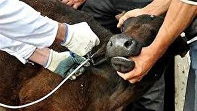  واکسیناسیون بیش از ۷۰ درصد از دام‌های استان یزد علیه بیماری تب برفکی