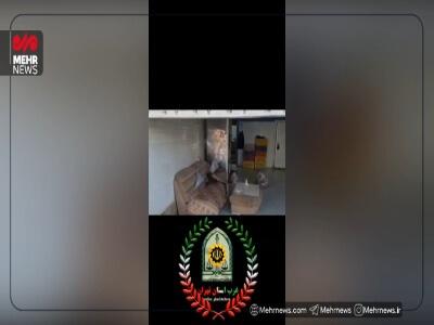  کشف ۶۰۰ کیلوگرم گوشت فاسد قبل از توزیع در بازار