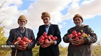  انارهای عشق ، روایتی از تلاش در دل باغ‌های جاجرم