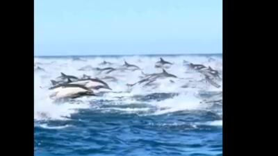 هزاران دلفین در کنار قایق منظره‌ای تماشایی و نادر را رقم زدند