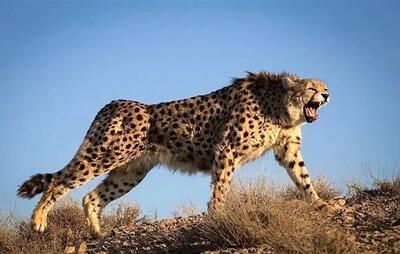  مشاهده یوزپلنگ ایرانی و چهار توله در پناهگاه حیات وحش میاندشت (فیلم)