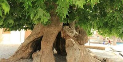  افسانه سه خواهری که سرو شدند