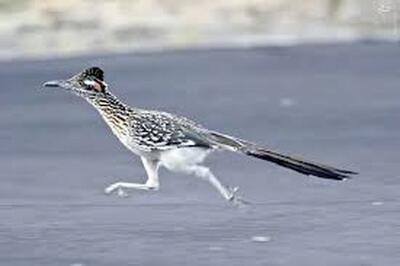  ویدئو دیدنی از میگ میگ در دنیای واقعی