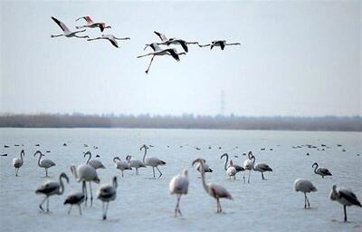  تالاب میقان اراک میزبان ۱۵ هزار پرنده مهاجر
