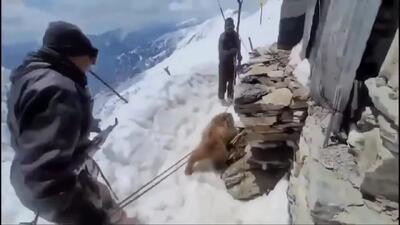  ببینید / عملیات نفس‌گیر نجات خرس گرفتار در قوطی فلزی