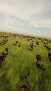  رقص حیات در سرنگتی؛ مهاجرت عظیم میلیون‌ها گوزن یالدار