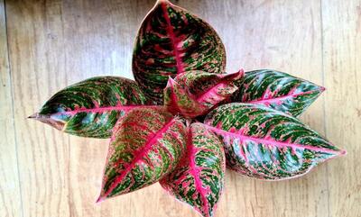  راز رشد پاجوش در آگلونما؛ فوت‌و‌فن مراقبت از پاجوش‌های تازه