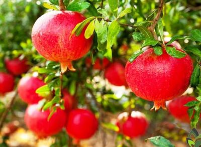  ضرورت تبدیل ساوه به قطب ملی فرآوری و اقتصاد انار