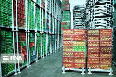  لزوم صدور گواهی‌های بهداشت گیاهی مطابق با الزامات قرنطینه‌ای کشورهای مقصد