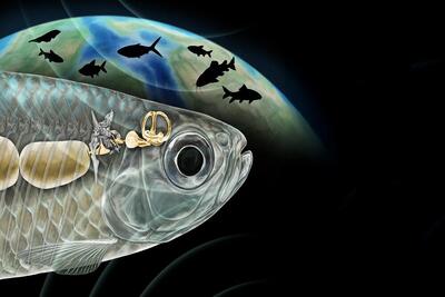  ماهی باستانی با شنوایی شبیه انسان، دانشمندان را شگفت‌زده کرد