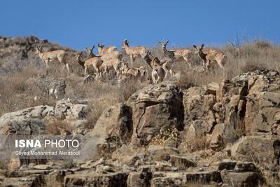  وجود تنها ۶ محیط‌بان برای حفاظت از ۶۰۰۰ کیلومتر مربع در الیگودرز