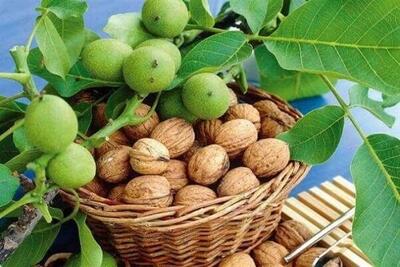  تجاری سازی باغ های گردوی یک ضرورت برای پویایی اقتصاد تویسرکان است