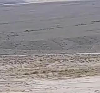  ثبت تصویری یوز ماده و ۴ توله در خراسان شمالی