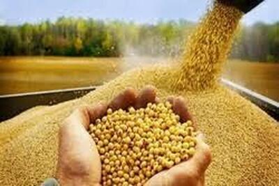 فریاد مرغداران شنیده شد؛ ذرت در راه است!