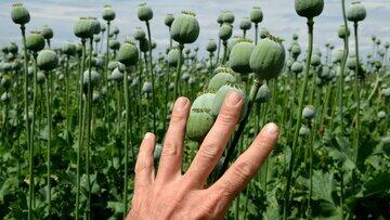  دلایل موافقان کشت تریاک کافی نیست؛ آن را حتی تحت نظارت آزاد نکنید - کلبه سرگرمی