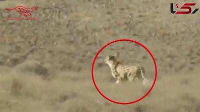  شناسایی یوزپلنگ ماده ای که با 4 توله اش در میاندشت دیده شد / «هلیا» با کد شناسایی TR-CH006-F + فیلم