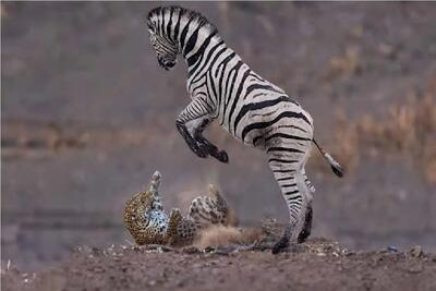  شاهکار حیات وحش؛ خر درون گورخر بل میگیره پلنگ رو چک و لگدی میکنه