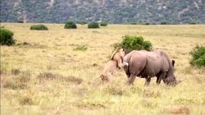  مستند حیات وحش؛ شیر حریف خود کرگدن نشد بچه اش رو خود