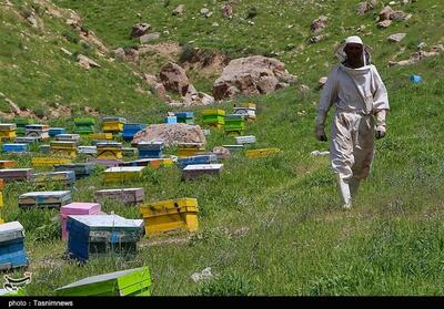  خشکسالی زنگ خطر زنبورداری در دامغان را به صدا درآورد/ کاهش 17 درصدی کلنی‌ها - تسنیم