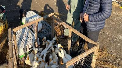  پایش بازار‌های محلی گیلان با هدف حفظ سلامت عمومی