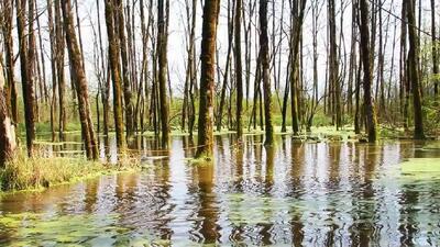  پایان تلخ یک جست‌وجو؛ کشف پیکر دختربچه گمشده رشتی در رودخانه