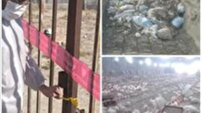  معدوم سازی ۳۰ هزار قطعه مرغ در یک واحد مرغداری شیروان