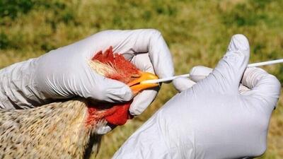  ستاد آنفلوآنزای فوق حاد پرندگان در استان مرکزی فعال شد