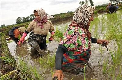  کمیته امداد مازندران: فقر در این استان زنانه است