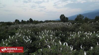  صادقی: حضور هزاران پرنده در باغ پرتقال جرقه ساخت «کابوک» بود