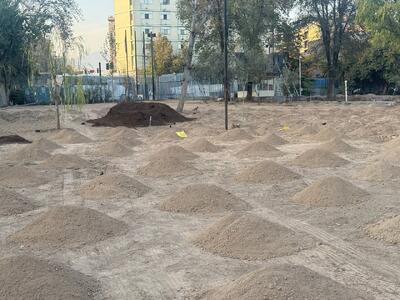  پشت پرده قطع درختان موزه فرش  چه بود؟