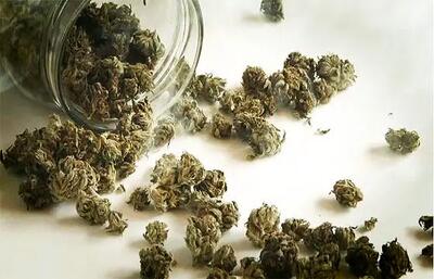  «کِمیکال» و «بنزای» به اسم گل به فروش می‌رسند اما بسیار خطرناک‌تر هستند