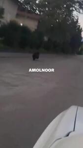  مشاهده یک قلاده خرس در شهر چمستان نور + فیلم