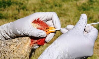  ستاد آنفلوآنزای فوق حاد پرندگان در استان مرکزی فعال شد