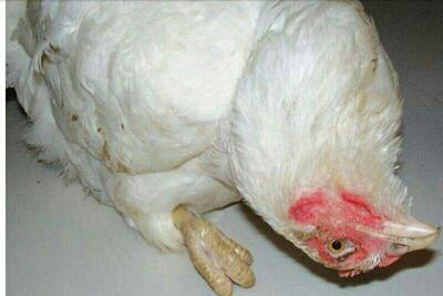  نیوکاسل ۳۰ هزار قطعه مرغ را در خراسان شمالی تلف کرد