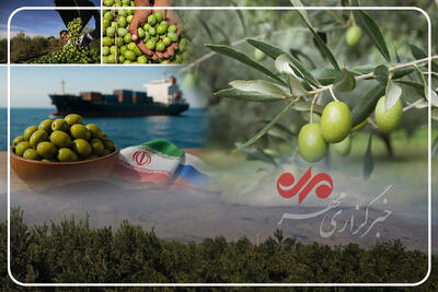  اینفوگرافیک؛ طلای سبز گیلان در مسیر فرآوری و روغن‌ کشی