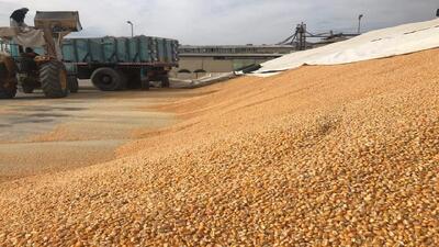  یل‌فروش همدانی:کیفیت نهاده‌های دامی اصفهان به‌صورت مستمر کنترل می‌شود