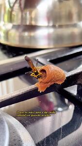  فیلم / زنبور سفال‌گر با گل خیس خانه ساخت