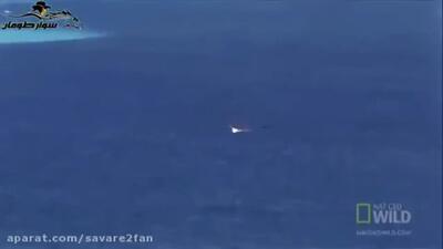  فیلم شکار مار توسط عقاب در لحظه‌ای تماشایی از داخل آب تا آسمان