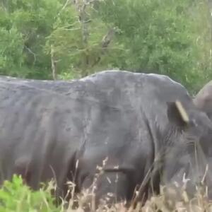  فیلم / درگیری شدید بین کرگدن‌ها در آفریقا