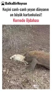  فیلم شکار بز توسط کومودوی غول‌پیکر در طبیعت