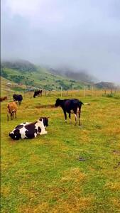  فیلم چرا کردن گاوها ییلاق سوباتان