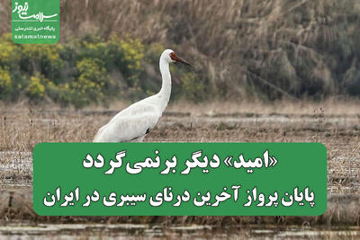  «امید» دیگر برنمی‌گردد/ پایان پرواز آخرین درنای سیبری در ایران
