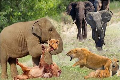  مستند حیات وحش؛ فیل تاوان له کردن توله های شیر مسلول رو با جون بچش داد