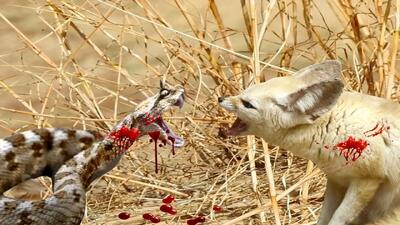  مستند حیات وحش؛ مبارزه خونین برای بقا در صحرای بزرگ آفریقا بین روباه و مار