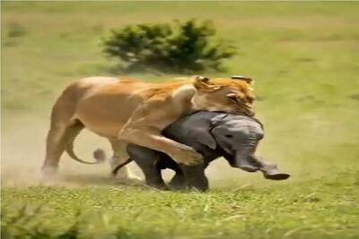  حیات وحش بی رحم؛ حمله شیر به بچه فیل آخرین اشتباهش شد