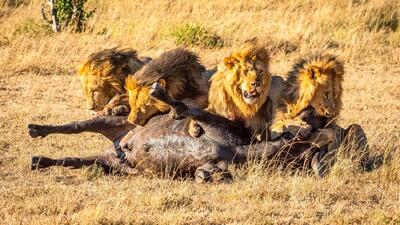  دیدنی های حیات وحش؛ بزم چهار شیر نر بر بالین بوفالوی غول
