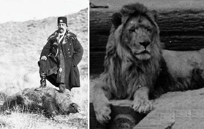  حکایت شیر محبوب ناصرالدین شاه و سه نگهبان دزد که از غذای شیر بیچاره اختلاس می‌کردن