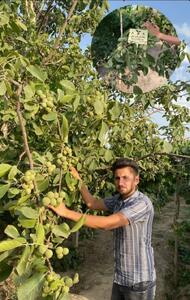    با کاشت نهال گردو، یک درآمد میلیاردی مطمئن داشته باشید!