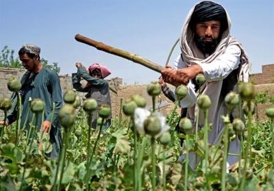  کاهش 20 درصدی کشت خشخاش در افغانستان نسبت به سال گذشته - تسنیم