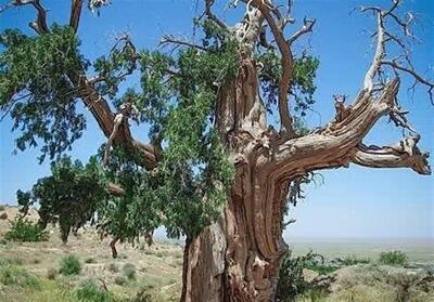  سروهای کهن اسفاد؛ حافظان هزارساله حیات در زیرکوه خراسان جنوبی - تسنیم